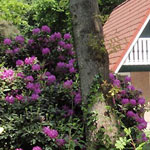 Vakantiehuis van de achterzijde met de rhodondendrons in bloei.