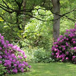 Rhodondendrons bij het vakantiehuis.