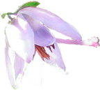 Naar startpagina van bungalow Motief op natuurpark Calluna.